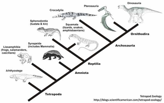 Illustration for article titled The best scientific smackdown about evolution you'll read this week